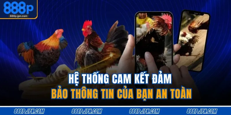 Đá Gà 888P 3 Hệ thống cam kết đảm bảo thông tin của bạn an toàn